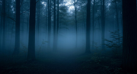 Fototapeta premium Dark foggy forest landscape photography moody woods trees nature background image