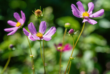 Beautiful cosmos flower in a sunny garden, shallow depth of field.