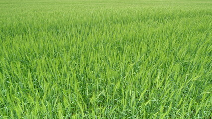 A Lush and Vibrant Green Rice Field Seen During Its Early Growth Stage of Development