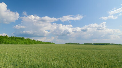 Vast Green Fields Stretching Under a Clear Blue Sky Adorned with Fluffy White Clouds