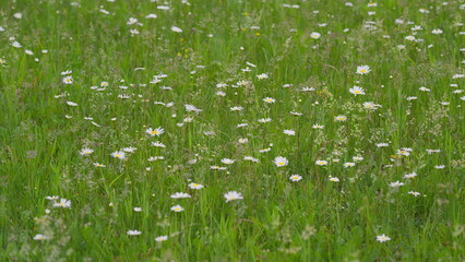 A Vibrant Wildflower Meadow in Full Bloom, Showcasing Natures Splendid Beauty and Diversity
