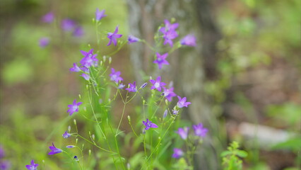 Vibrant and Beautiful Purple Wildflowers Blooms in a Lush and Green Forest Setting