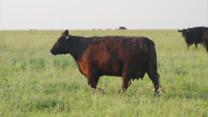 Cattle Grazing A serene view of livestock thriving in a flourishing green landscape