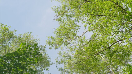 A Serene and Beautiful Green Canopy Situated Under a Bright and Clear Sky Above Us