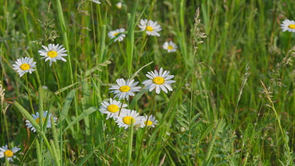 Charming Meadow Daisies Flourishing in Natures Warm and Loving Embrace with Beauty