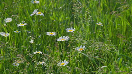 Stunning and Beautiful Wildflowers Flourishing in Lush, Vibrant Green Grasslands Under Sunshine