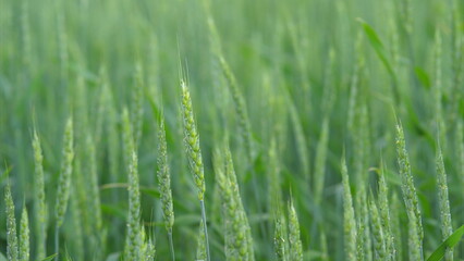 A Beautiful, Lush Green Field of Grass That Is Gently Swaying in a Refreshing Breeze