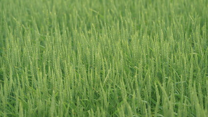 A Beautiful, Lush Green Field Captured in CloseUp Photography for a Stunning Display