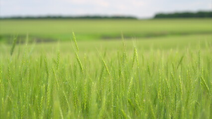A Beautifully Lush Green Grass Field Beneath a Clear and Bright Sky On a Perfect Day