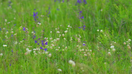 A Beautiful, Colorful Wildflower Meadow in Full Bloom, Showcasing Natures Vibrant Glory
