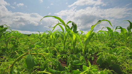 A vibrant green cornfield flourishes magnificently under a bright, cheerful sky