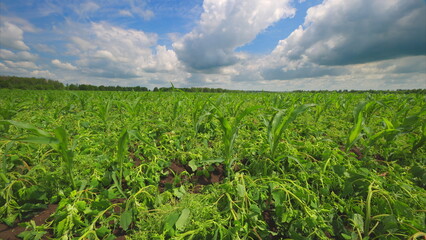 A Lush Green Crop Field Stretches Out Under a Beautiful Blue Sky with Fluffy Clouds