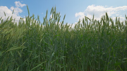 A Beautiful Lush Green Wheat Field Stretching Under a Clear Blue Sky with Fluffy Clouds
