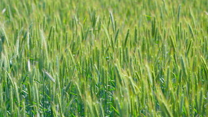 A Lush and Vibrant Green Wheat Field Bathed in Bright Sunlight Beneath a Clear Sky