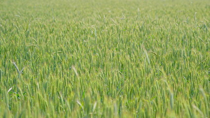 A Stunningly Beautiful and Vibrant Green Field Extending All the Way Under a Clear Blue Sky
