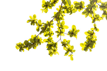 green leaf isolated on white background