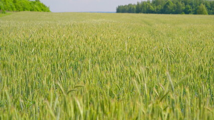 A Beautiful Lush Green Wheat Field Spreading Out Under a Bright and Clear Blue Sky Above