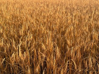 golden wheat field, evening sun, beautiful wheat field background