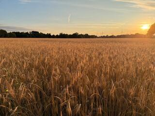 golden wheat field, evening sun, beautiful wheat field background