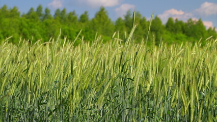 Lush Green Wheat Field Beneath a Bright Blue Sky Full of Beautiful Sunlight and Serenity