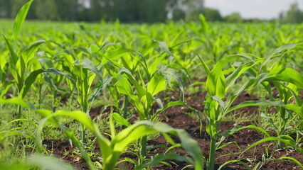 A Lush Cornfield Thriving Beautifully Under the Full Sunlight of a Warm Summer Day