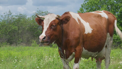 A Grazing Cow Happily Enjoying the Lush Green Pasture Beneath a Beautiful Cloudy Sky Above