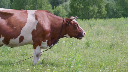 A Peaceful and Serene Cow Grazing Calmly in a Beautiful Lush Green Meadow Beneath Clear Blue Skies