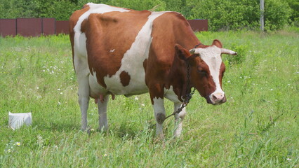 A Brown and White Cow Grazing in a Lush and Vibrant Green Pasture Amidst Natures Beauty