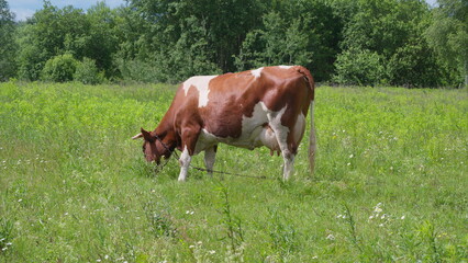 Naklejka premium A cow grazes in a lush pasture under warm sunlight, surrounded by natures beauty