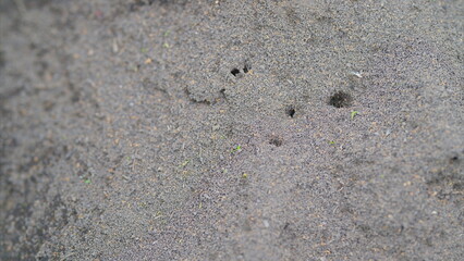 A CloseUp View of Ants Observed in Their Natural Habitat Within the Ecosystem Around Them