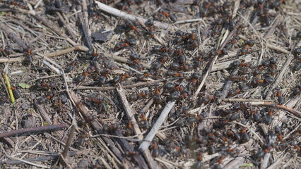 A CloseUp View of Ants Observed in Their Natural Habitat Within the Ecosystem Around Them