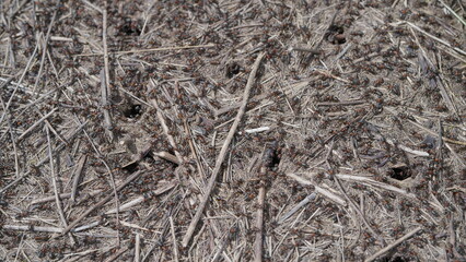 The Scattering Process of Small Ants Insects Across the Dry Ground Surfaces and Terrain