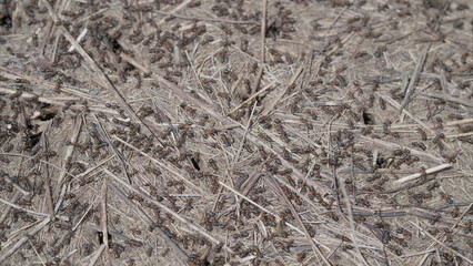 Camouflaged Ants Insect Expertly Blending with the Surrounding Dry Ground Debris for Survival