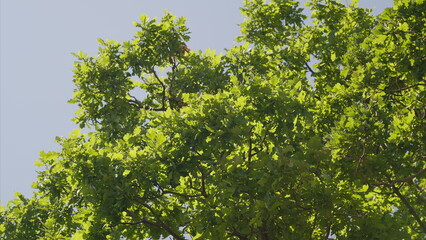The Vibrant Green Tree Canopy Stands Out Beautifully Against a Bright Blue Sky Above