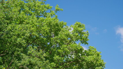 The Lush Green Foliage Vividly Stands Out Beautifully Against the Bright Blue Sky Above Us