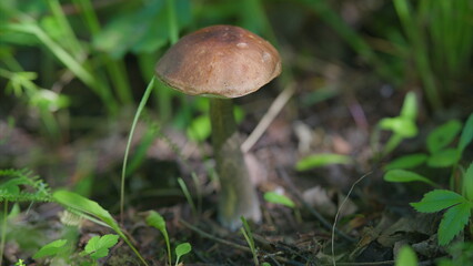 Mushroom Growth Observed in a Beautiful Natural Setting Amidst Autumns Splendor