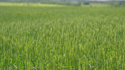 A Beautiful Lush Green Agriculture Field Captured Perfectly in Bright Daylight with Vivid Colors