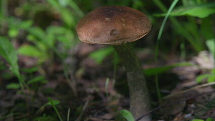 Discover and appreciate the unique mushroom thriving in its habitat, showcasing natures beauty