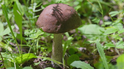 A Beautiful Brown Mushroom Growing Amidst Lush and Verdant Greenery in Natures Wonderland