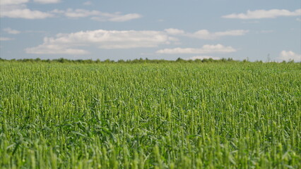 A Lush Green Field Nestled Under a Beautiful and Clear Blue Sky Filled with Sunshine
