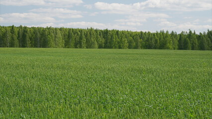 A lush green agricultural field with trees and nature, showcasing vibrant countryside life