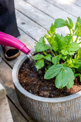 Watering the dahlia flower growing ceramic pot using a watering can.