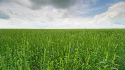 Obraz premium A Lush, Expansive Green Field Under a Beautifully Cloudy Sky, Perfect for Exploration and Adventure