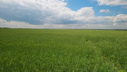 Obraz premium Lush Vibrant Green Fields Stretching Beautifully Beneath a Bright Clear Sky Above