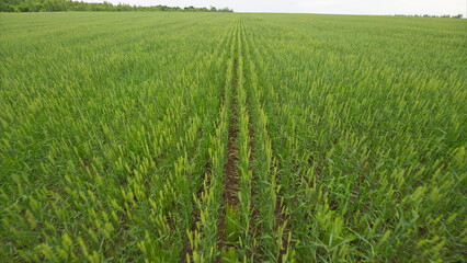 A Beautiful, Lush Green Crop Field Extending Under a Bright and Clear Blue Sky Above