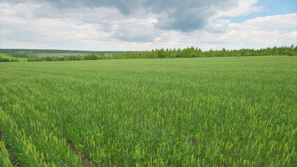 Obraz premium A Vast and Expansive Green Agricultural Field Stretching Beneath a Cloudy Sky Above