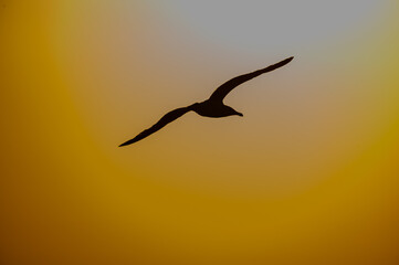  Seagull flying at sunset