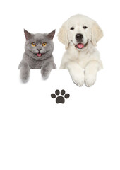 cat and dog. 