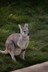 wallaroo in the grass