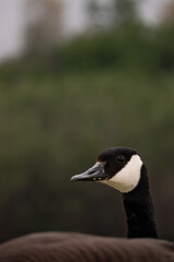 canada goose portrait